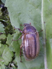 Amphimallon solstitiale