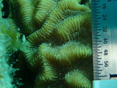 Pseudodiploria strigosa