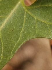 Calystegia occidentalis occidentalis