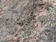 Spharagemon marmorata marmorata