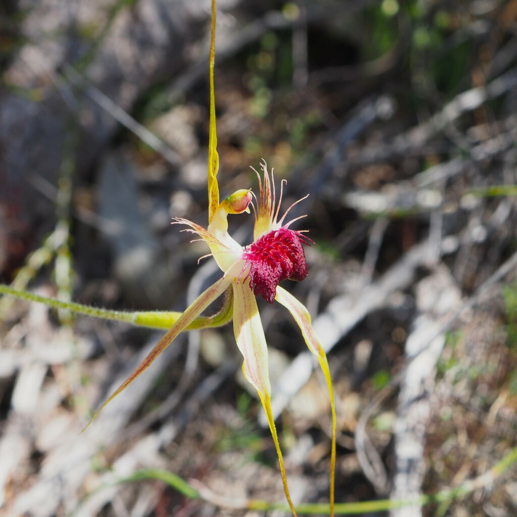 Caladenia huegelii