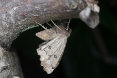 Odontopera bidentata