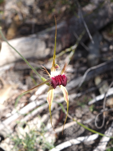 Image of Caladenia huegelii by (c) Hugo Innes, some rights reserved (CC BY)