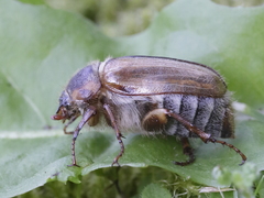 Amphimallon solstitiale