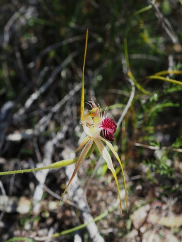 Image of Caladenia huegelii by (c) Hugo Innes, some rights reserved (CC BY)