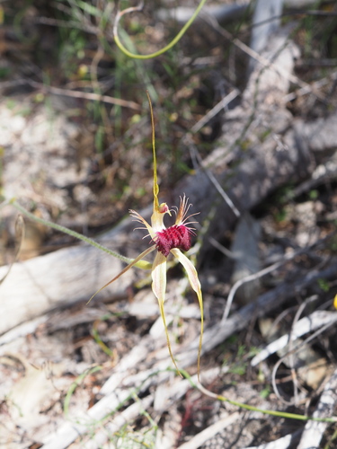 Image of Caladenia huegelii by (c) Hugo Innes, some rights reserved (CC BY)