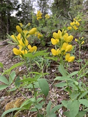 Thermopsis montana