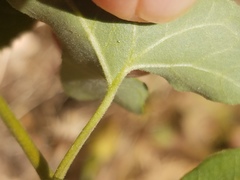 Calystegia occidentalis occidentalis
