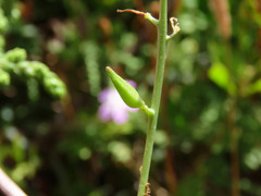 Cakile maritima maritima