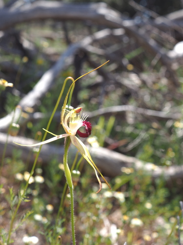 Image of Caladenia huegelii by (c) Hugo Innes, some rights reserved (CC BY)