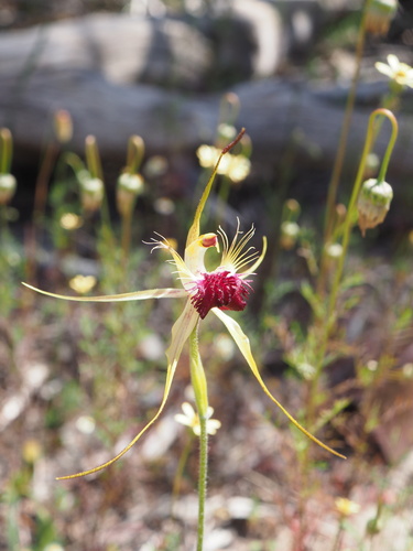 Image of Caladenia huegelii by (c) Hugo Innes, some rights reserved (CC BY)