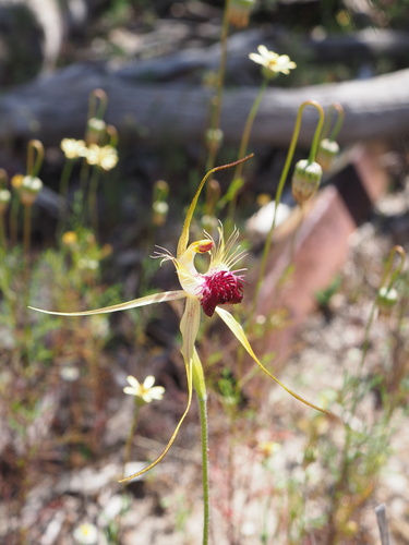 Image of Caladenia huegelii by (c) Hugo Innes, some rights reserved (CC BY)