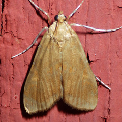 Elophila gyralis