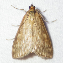 Ostrinia nubilalis