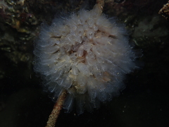 Clavelina oblonga