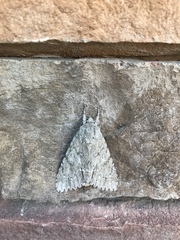 Acronicta americana