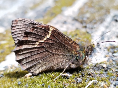 Pedaliodes porcia