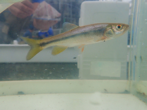 Siebold's minnow (Nipponocypris sieboldii) — Cyprinidae