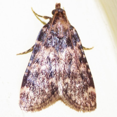 Aglossa caprealis