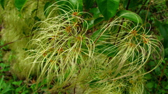 Clematis brasiliana