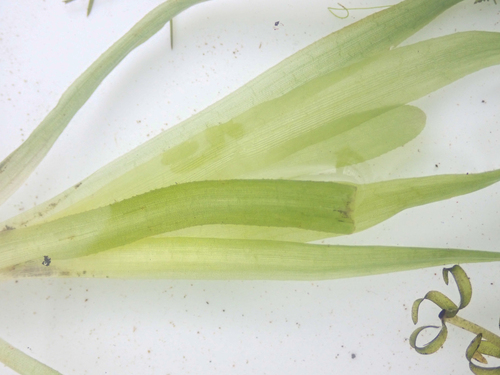 Vallisneria natans iNat (2)
