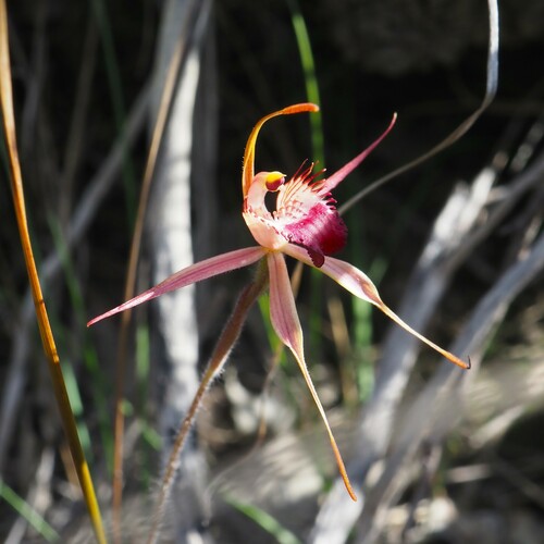 Image of Caladenia ferruginea by (c) Hugo Innes, some rights reserved (CC BY)