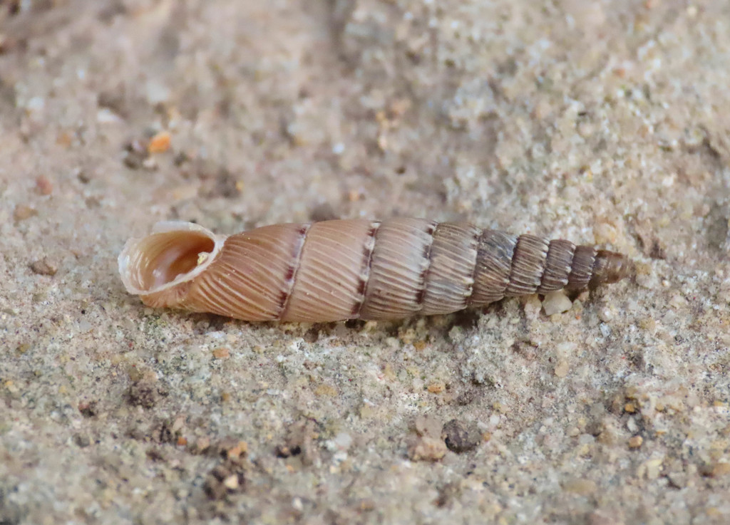 Papillifera papillaris affinis