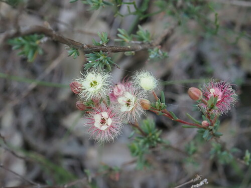 Image of Verticordia huegelii by (c) Hugo Innes, some rights reserved (CC BY)