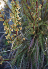 Pedicularis contorta