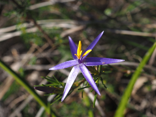 Image of Calectasia grandiflora by (c) Hugo Innes, some rights reserved (CC BY)
