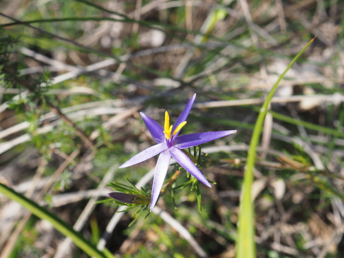 Image of Calectasia grandiflora by (c) Hugo Innes, some rights reserved (CC BY)