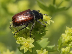Phyllopertha horticola