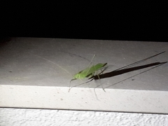 Acrometopa macropoda