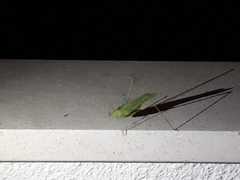 Acrometopa macropoda