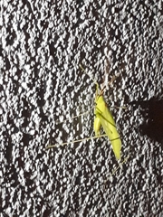 Acrometopa macropoda