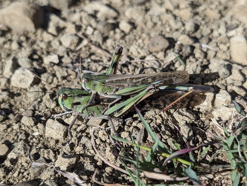 Migratory locust