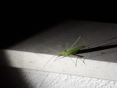 Acrometopa macropoda