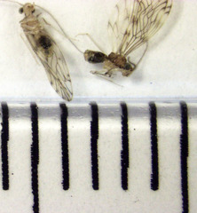 Lobocaecilius monicus
