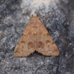 Hemeroplanis historialis