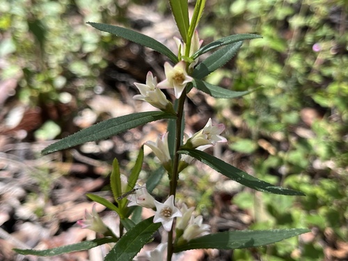 Image of Crowea angustifolia by (c) dizzyurid, some rights reserved (CC BY)