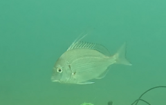 Threadfin Porgy photo 2