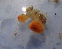 Distaplia occidentalis