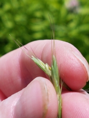 Elymus trachycaulus