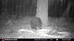 Ursus americanus machetes