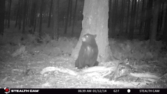 Ursus americanus machetes