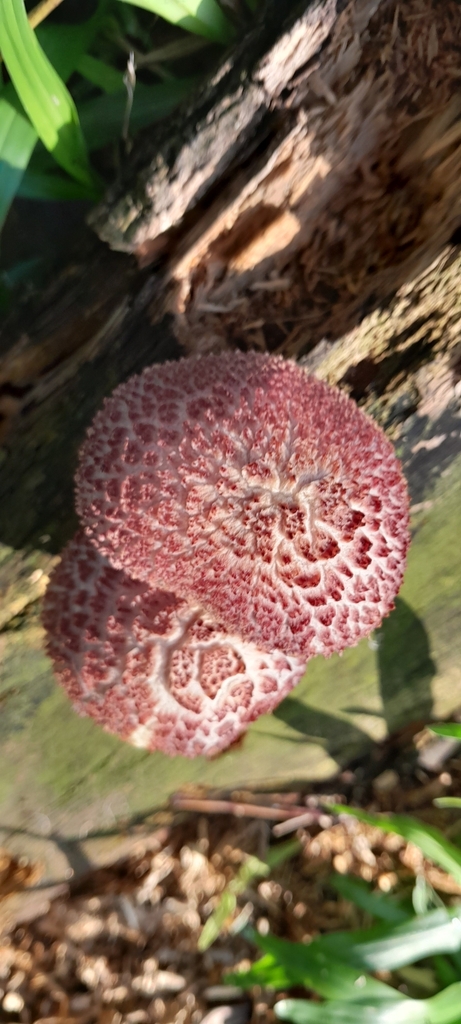 Gymnopilus luteofolius · September 2024 · photo: © rafaperazzolo (iNaturalist, cc-by)