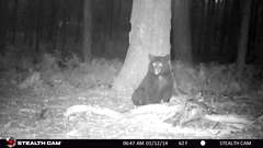 Ursus americanus machetes