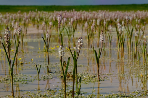 Lachenalia bachmannii