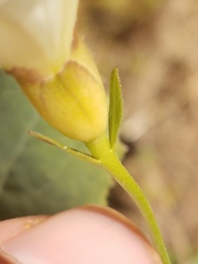 Calystegia occidentalis occidentalis