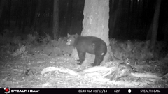 Ursus americanus machetes